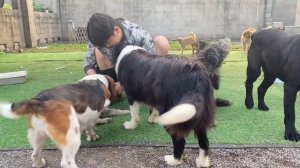 Homeless Hungry Dog With Sad Eyes Begs for Food