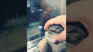 в незеритовой броне yellow fire  песня 🎤 фотографии моей кошки 🖼!