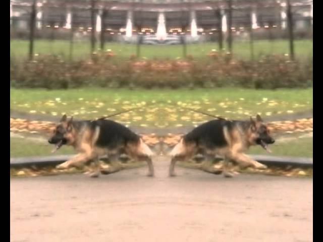 Harley vom Haus Licher