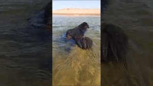 Банхар и Море 🔥🌸