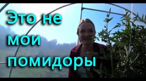 Помидоры в теплице рухнули. Стройматериалов прибыло.