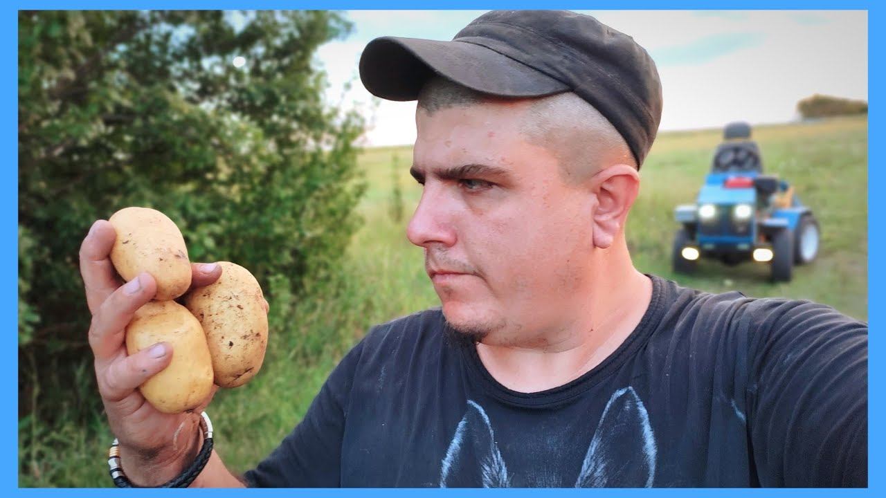 ПЕРВЫЙ КАРТОФЕЛЬ 2022! Кажется урожай)))