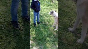 Мучают собаку  борцы(1)