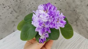 Фиалка АВ-В Краю Единорогов