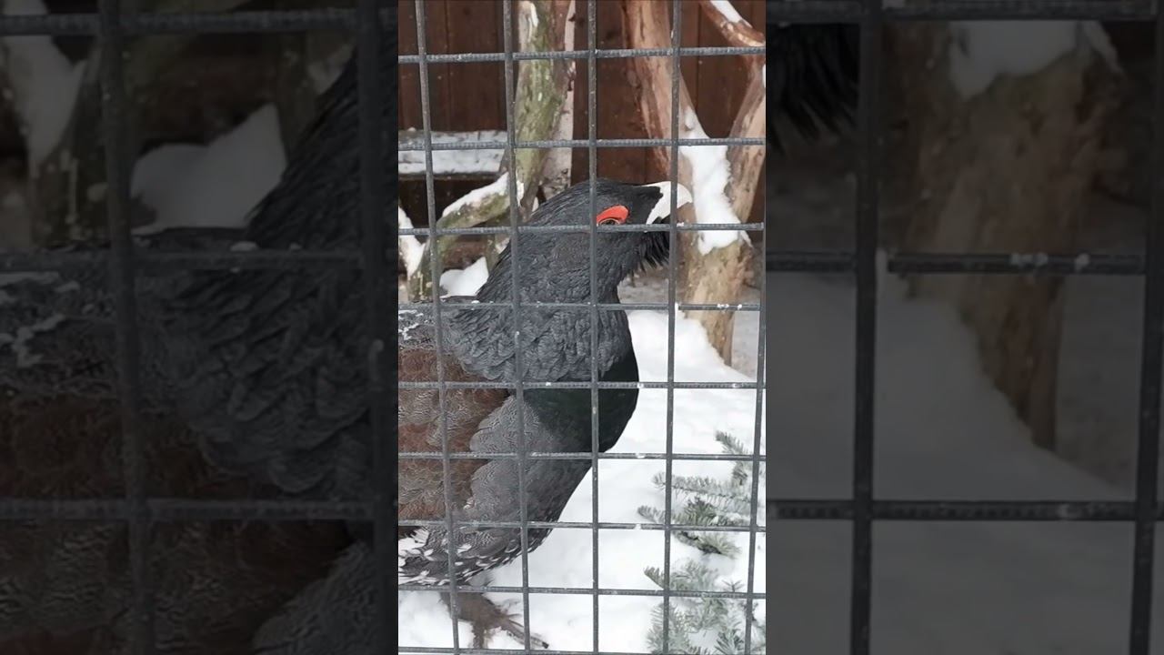 это попугай! это не попугай это глухарь. внучек смотреть онлайн