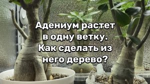 Как сделать чтобы адениум не рос в одну ветку, а стал деревом? Жирафа спасет прививка! 05.12.24