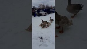 гусиные бои 2022 год