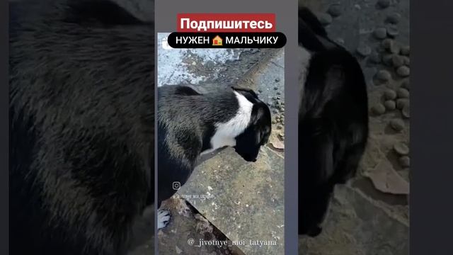 #животные #кз #нужнапомощь #жиза #собака#песни #help #помогитенабратьподписчиков