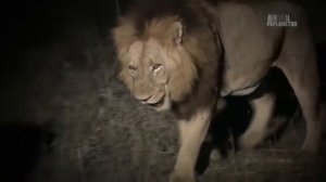 Буйволы Документальные фильм Buffalo documentaries مستند بوفالو