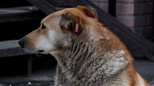 ПРОБЛЕМА БРОДЯЧИХ СОБАК В КРАСНОЯРСКЕ