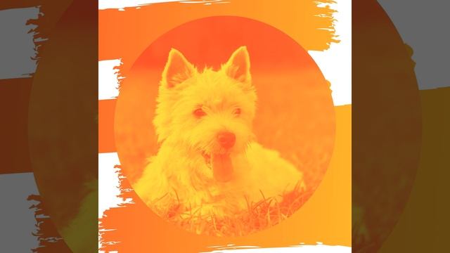 Впечатление (Одинокие собаки) смотреть онлайн