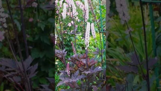 Серебряные свечи