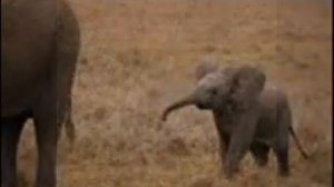 Henry Mancini - Baby Elephant Walk