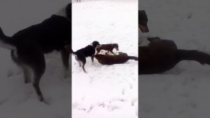 Собаки гомики)