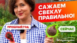 Секреты выращивания свеклы / Ученицы Strogoorganic