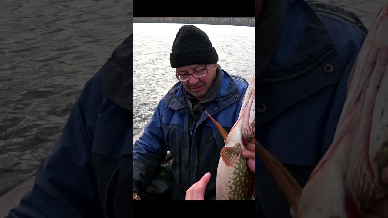 ЩУУКАА!!!!!! Осенняя рыбалка на спиннинг. поймал щуку. трофей смотреть онлайн