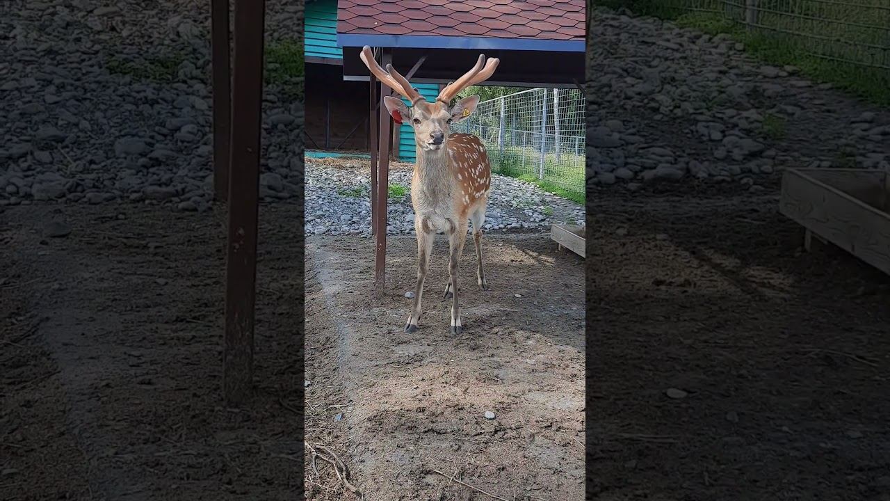 олень из зоопарка смотреть онлайн