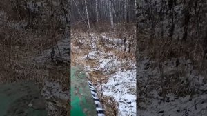 собака лает на лося