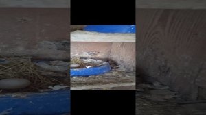 1000015499.mp4