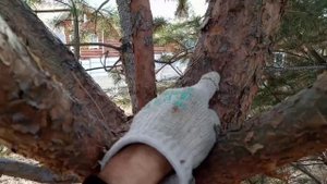 Кластерное ветвление. Сколько оставлять ветвей в мутовке у сосны