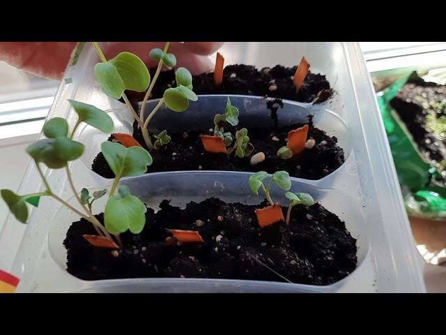 Семена из супермаркета "лента" проросли, видео для статьи на яндекс дзен смотреть онлайн