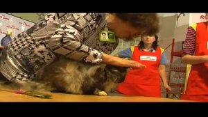 Выставка кошек WCF ринг мейн-кунов coonplanet.ru (3)