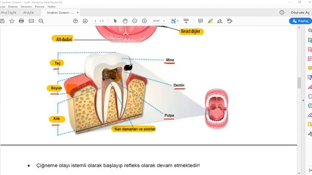 Biyoloji Sindirim Sistemi 1 (Sindirim Kanalı) AYT Biyoloji смотреть онлайн