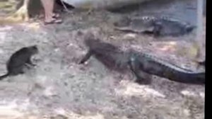 Кот пугает крокодила..! Cat scares the crocodile ..!