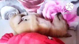 Самого безнадежного щенка забрали из приюта и вот как он изменился всего за час