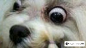 CrazyDog|Original music/Сумасшедшая Собака||Оригинал.