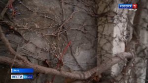 Жительница Ялты смогла отсудить часть земли у украинской певицы Софии Ротару