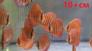 Подростки дискусов