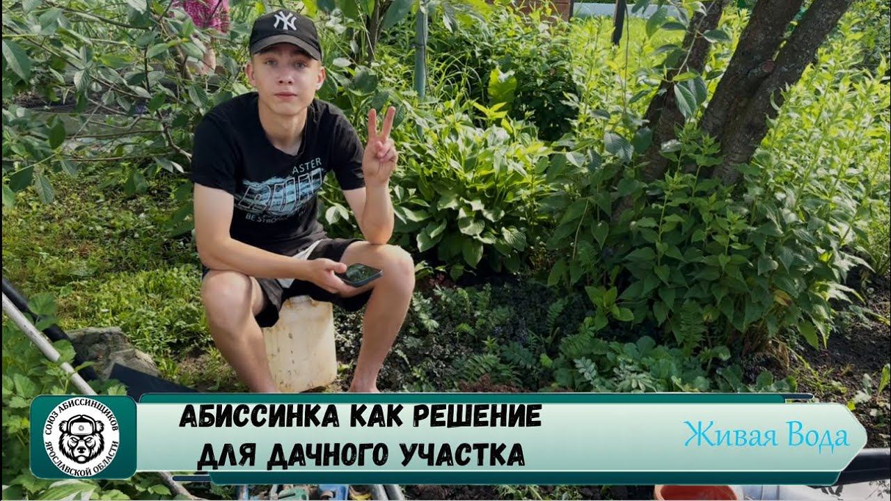 Абиссинская скважина Ярославль // Волжанин 2