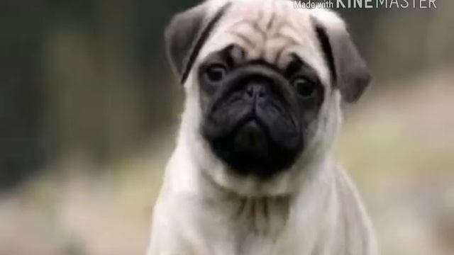 [КЛИП] - СОБАКИ НА ЗАКАЗ... смотреть онлайн