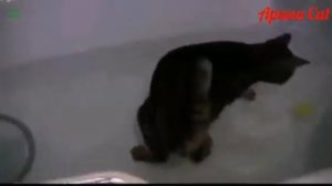 Смешные коты и кошки, которые любят воду!