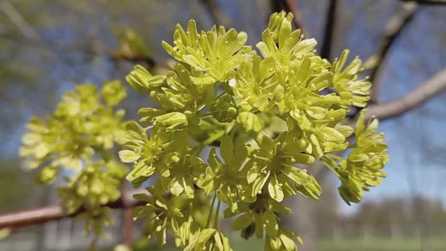 © Прогулка по парку. 09.05.2024 смотреть онлайн