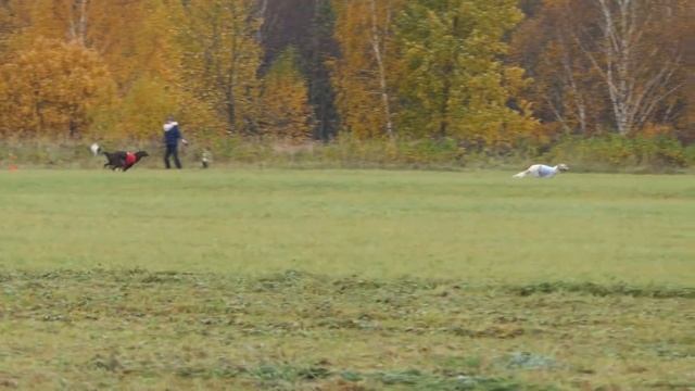 РПБ ANTEY (К) и RAZGULJAI CHERTOVKA (Б). CACIL-CACL 2019. Курсинг на Ярославке. смотреть онлайн