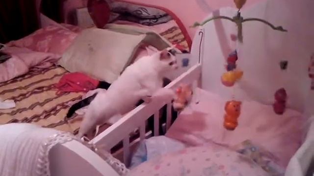 Adventures of Van kitten Kira