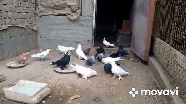 Андижанский голуби в Таджикистан. Г. Исфара смотреть онлайн