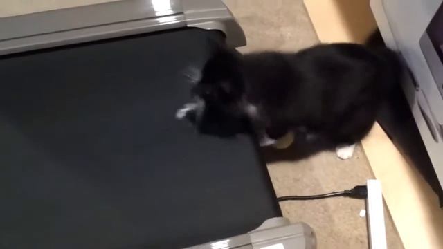 Кот на велодорожке