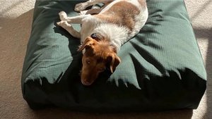 Best Dog Bed In 2024 - Top 10 Dog Beds Review