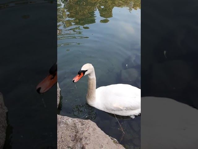the swan eats bread / лебедь ест хлеб смотреть онлайн