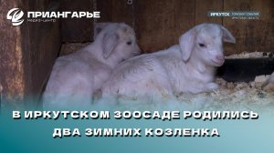 В Иркутском зоосаде родились два зимних козленка