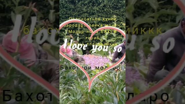 ОЧА ОЧАЕ ЧОНУДИЛИ Ма ОЧА 💖💓💖 БАХРИ гарибой дур аз модар
