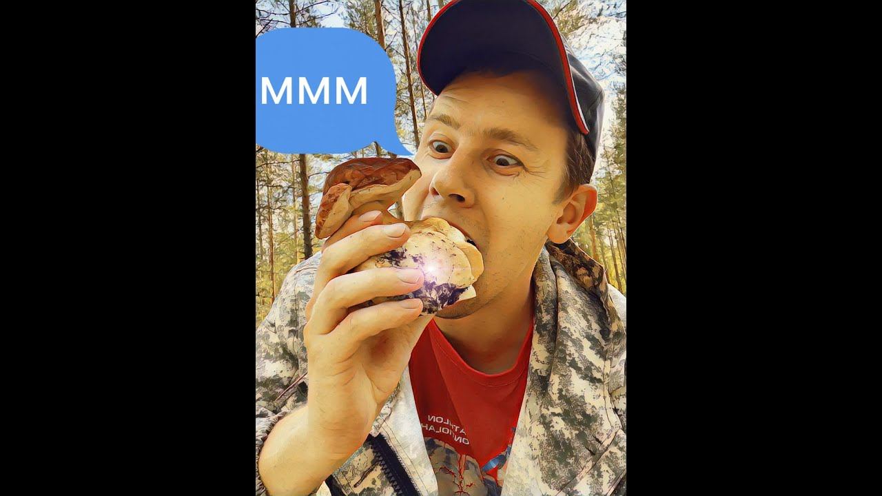 Набрал 4 ведра белых грибов за 4 часа. Конкуренты чуть не отжали добычу. Куча грибов смотреть онлайн