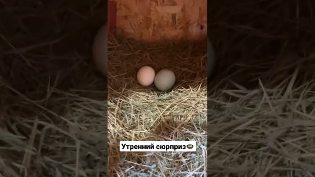 Утренний #сюрприз 🪺 #домашниеяйца #курочки #кохинхин #загороднаяжизнь #курятник #ухейилюй #деревня