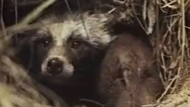 Енотовидная собака смотреть онлайн