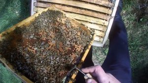 КАРНИКА ** весеннее развитие.