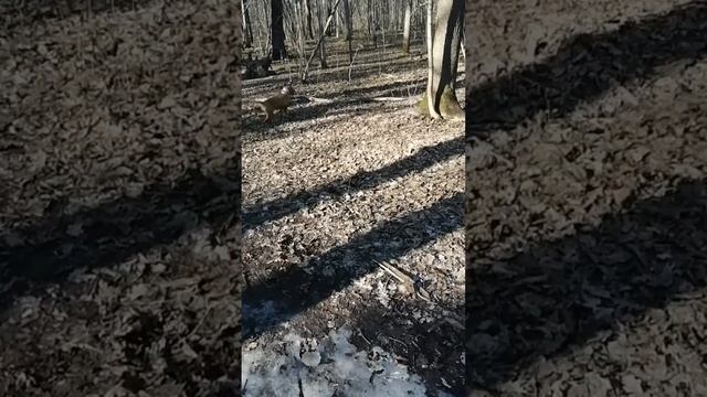 Dog playing with soap bubbles/Cute animals/The American Staffordshire Terrier смотреть онлайн