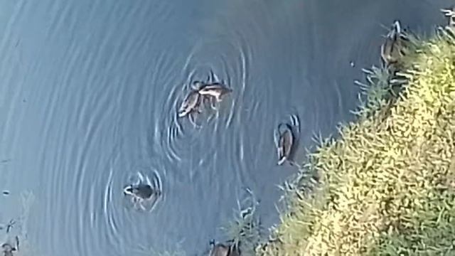 Кривой Рог Утки на реке Саксагань. смотреть онлайн